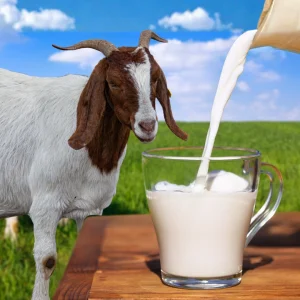 Susu Kambing